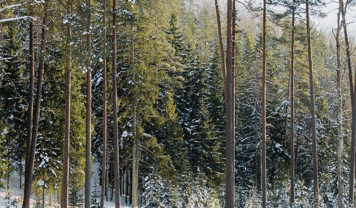Keeping Safe in Snow and Ice on Winter Walks