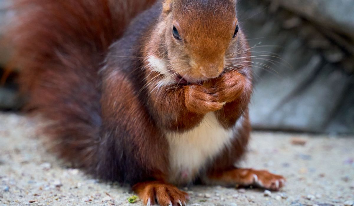 Wildlife Spotting Tips for Red Squirrels and Deer